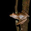 Dark Eared Tree Frog