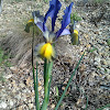 Dutch iris