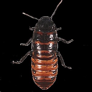 Infestation Live Wallpaper.apk 1.19