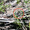 Twelve-spotted Skimmer dragonfly (male)