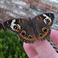 Butterflies and Moths of Arkansas