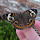 Butterflies and Moths of Arkansas