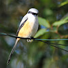 Long-tailed Shrike or Rufous-backed Shrike