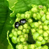 Green Vegetable Bug (nymph)