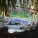 American Alligator