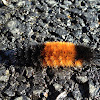 Banded Woolly Bear caterpillar (isabella tiger moth)