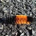 Banded Woolly Bear caterpillar (isabella tiger moth)