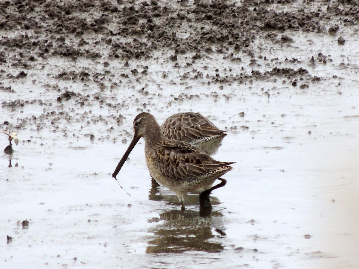 Long-billed dowitcher (winter plumage)