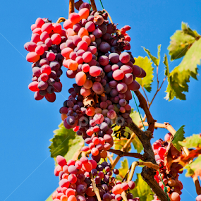 grapes by Ahmet Güler - Food & Drink Fruits & Vegetables