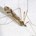 Picture Wing Crane Fly