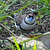 Double-banded Finch