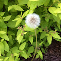 Dandelion or "make a wish" flowers