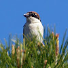 Woodchat Shrike