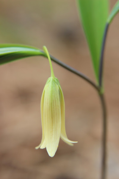 Sessile Bellwort | Project Noah