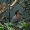 Boat-billed Heron