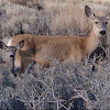 Mother and Fawn California Mule Deer