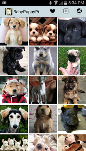 Baby Puppy Pictures