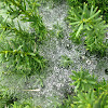 Grass spider web