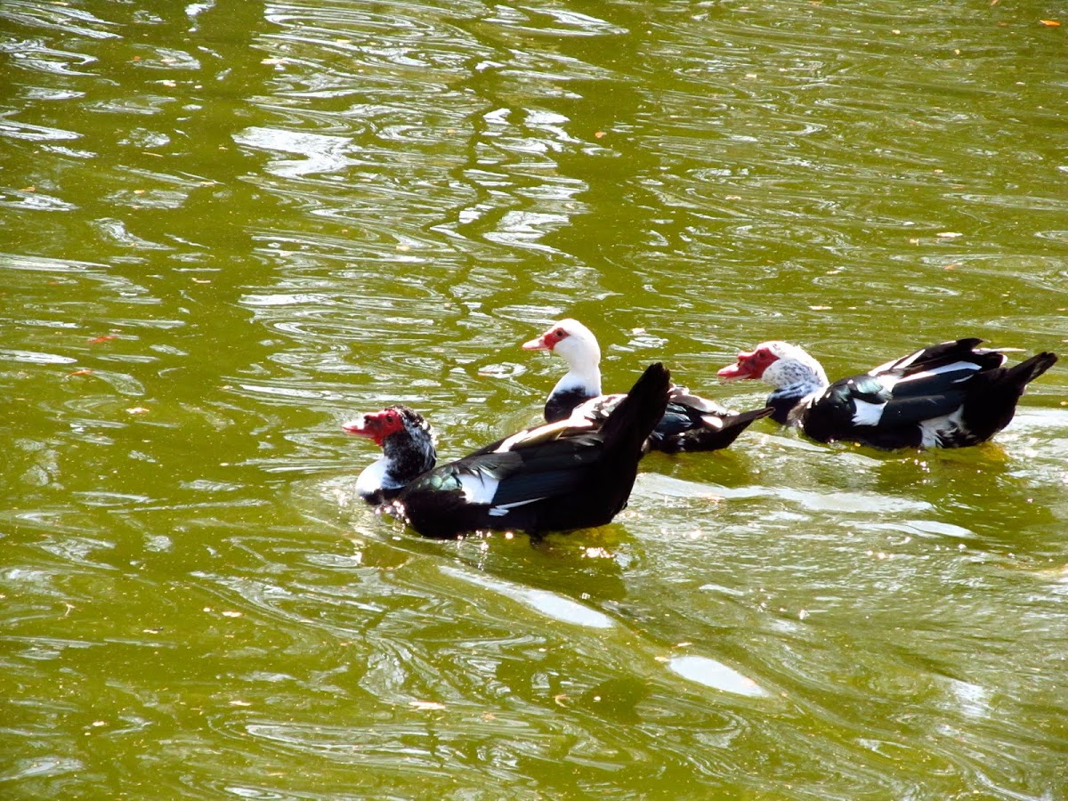 The Muscovy Duck (Cairina moschata)