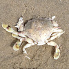 Moon crab
