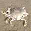 Moon crab