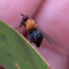 Red-eyed Lauxaniid fly