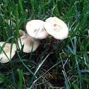 Fairy ring mushroom