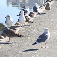 Birds of El Estero