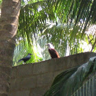Crow and Brahminy Kite