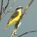 Social Flycatcher