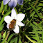 Honey bee on a wind flower.