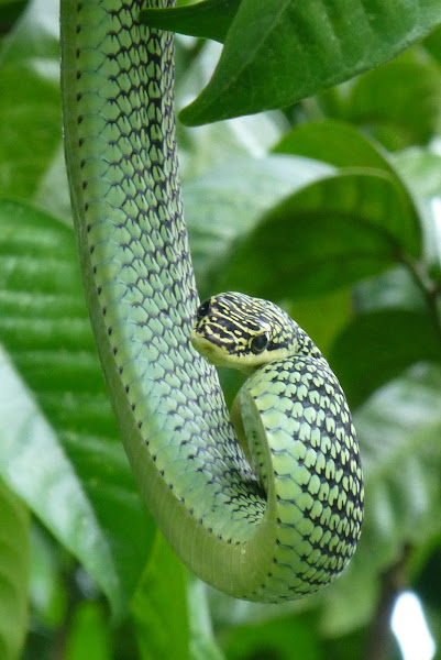 Golden Tree snake | Project Noah