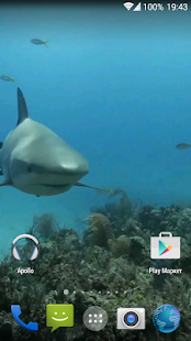 Sharks. Video Wallpaper(圖1)-速報App