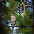 Red Shouldered Hawk