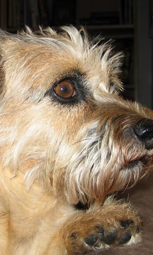 Cairn Terrier Jigsaw Puzzle