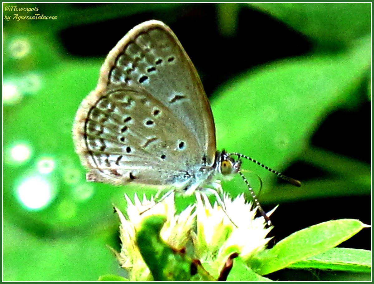 Lesser Grass Blue Butterfly (Male)