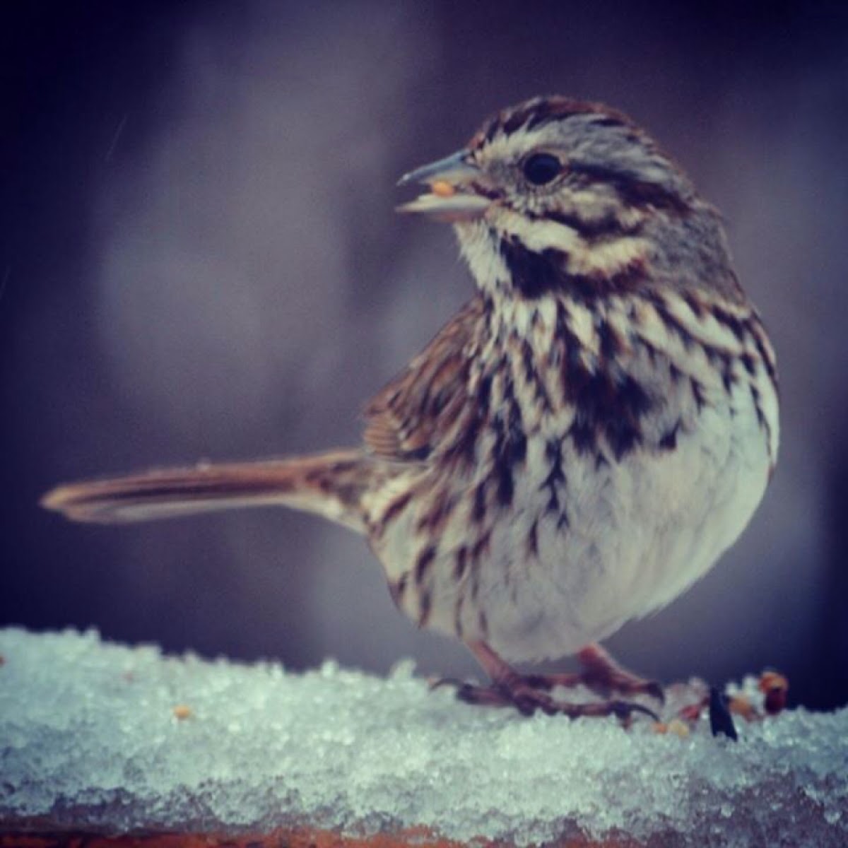 Song Sparrow