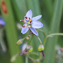 Short-stem Flax-lily