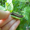 Yellow-Striped Armyworm