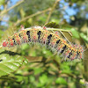 Silk Moth Cat