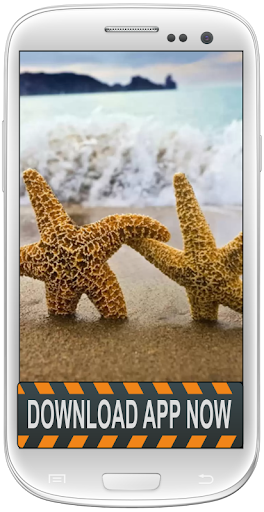 【免費個人化App】Starfish Android Wallpapers-APP點子