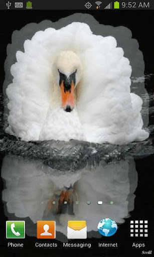 White Swan Live Wallpaper