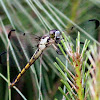 Great Blue Skimmer