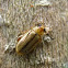 Small beetle