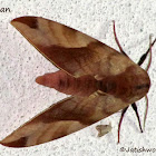Undulosa Sphinx moth