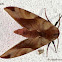 Undulosa Sphinx moth