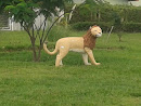 Lion Guardian