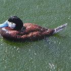 Ruddy Duck