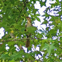 Brown Thrasher