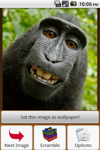Monkey Puzzle Screenshots 10